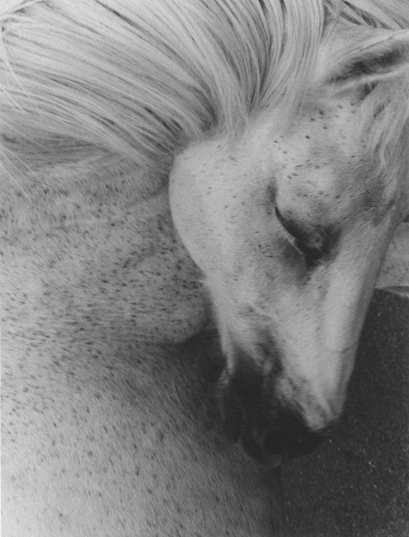 In the mountains of Juta Valley, Georgia, horses appear and disappear into the landscape. Sometimes they stand quietly against the vastness of the mountains; at other times, the view moves close, lingering on a mane, a sleeping body, or the texture of a coat. At this distance, the distinction between animal and landscape begins to dissolve. Hair becomes grass, the curve of a body echoes the slope of a mountain, and the horse seems to carry its surroundings on its skin.
Photographed on black-and-white film, the series moves between the intimacy of these encounters and the quiet openness of the valley. There is something dreamlike in the horses' presence, as if they belong to a time outside the human world, following rhythms that need no explanation. Rather than trying to capture the landscape as a distant spectacle, Saman Oskouei looks at it through these animals, finding a world of textures, gestures, and fleeting forms. The photographs invite us to stay with these moments, where the familiar becomes strange and the boundary between a living body and the natural world grows uncertain.
