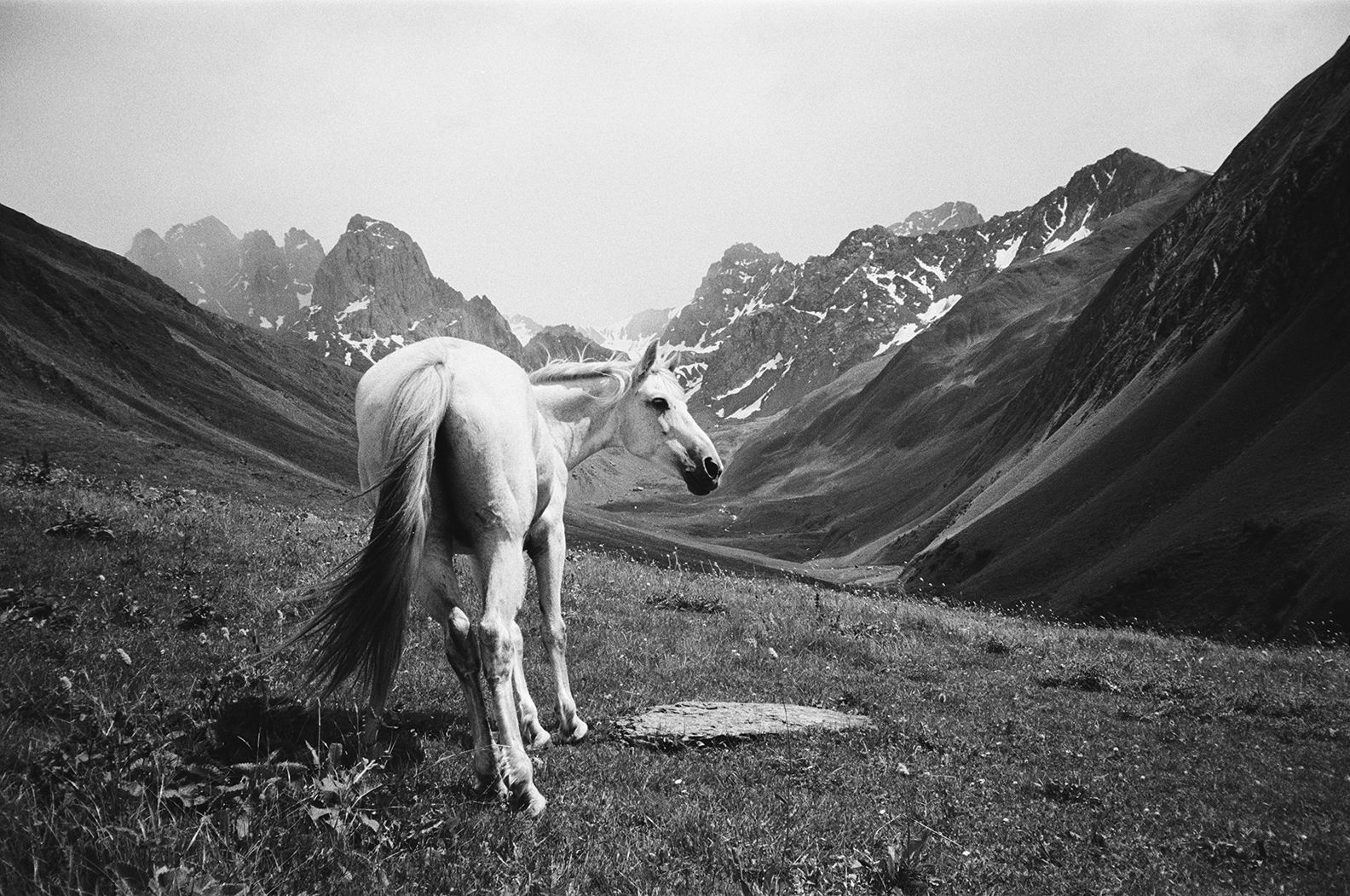 In the mountains of Juta Valley, Georgia, horses appear and disappear into the landscape. Sometimes they stand quietly against the vastness of the mountains; at other times, the view moves close, lingering on a mane, a sleeping body, or the texture of a coat. At this distance, the distinction between animal and landscape begins to dissolve. Hair becomes grass, the curve of a body echoes the slope of a mountain, and the horse seems to carry its surroundings on its skin.
Photographed on black-and-white film, the series moves between the intimacy of these encounters and the quiet openness of the valley. There is something dreamlike in the horses' presence, as if they belong to a time outside the human world, following rhythms that need no explanation. Rather than trying to capture the landscape as a distant spectacle, Saman Oskouei looks at it through these animals, finding a world of textures, gestures, and fleeting forms. The photographs invite us to stay with these moments, where the familiar becomes strange and the boundary between a living body and the natural world grows uncertain.