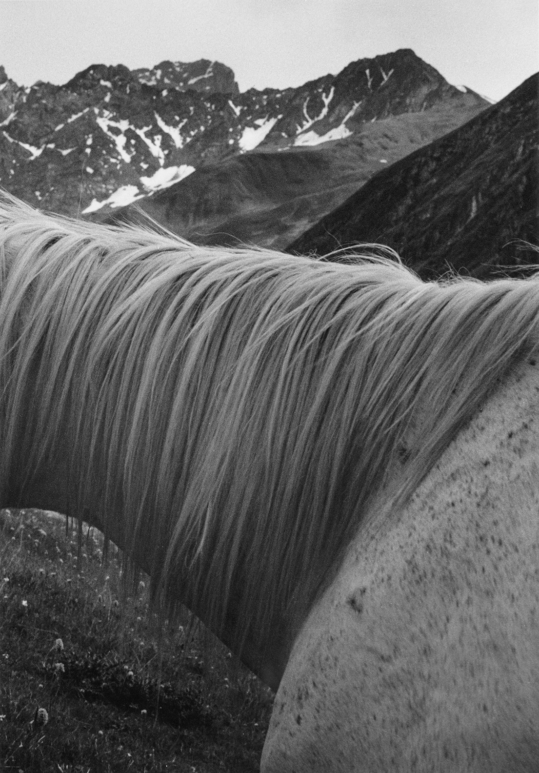 In the mountains of Juta Valley, Georgia, horses appear and disappear into the landscape. Sometimes they stand quietly against the vastness of the mountains; at other times, the view moves close, lingering on a mane, a sleeping body, or the texture of a coat. At this distance, the distinction between animal and landscape begins to dissolve. Hair becomes grass, the curve of a body echoes the slope of a mountain, and the horse seems to carry its surroundings on its skin.
Photographed on black-and-white film, the series moves between the intimacy of these encounters and the quiet openness of the valley. There is something dreamlike in the horses' presence, as if they belong to a time outside the human world, following rhythms that need no explanation. Rather than trying to capture the landscape as a distant spectacle, Saman Oskouei looks at it through these animals, finding a world of textures, gestures, and fleeting forms. The photographs invite us to stay with these moments, where the familiar becomes strange and the boundary between a living body and the natural world grows uncertain.
